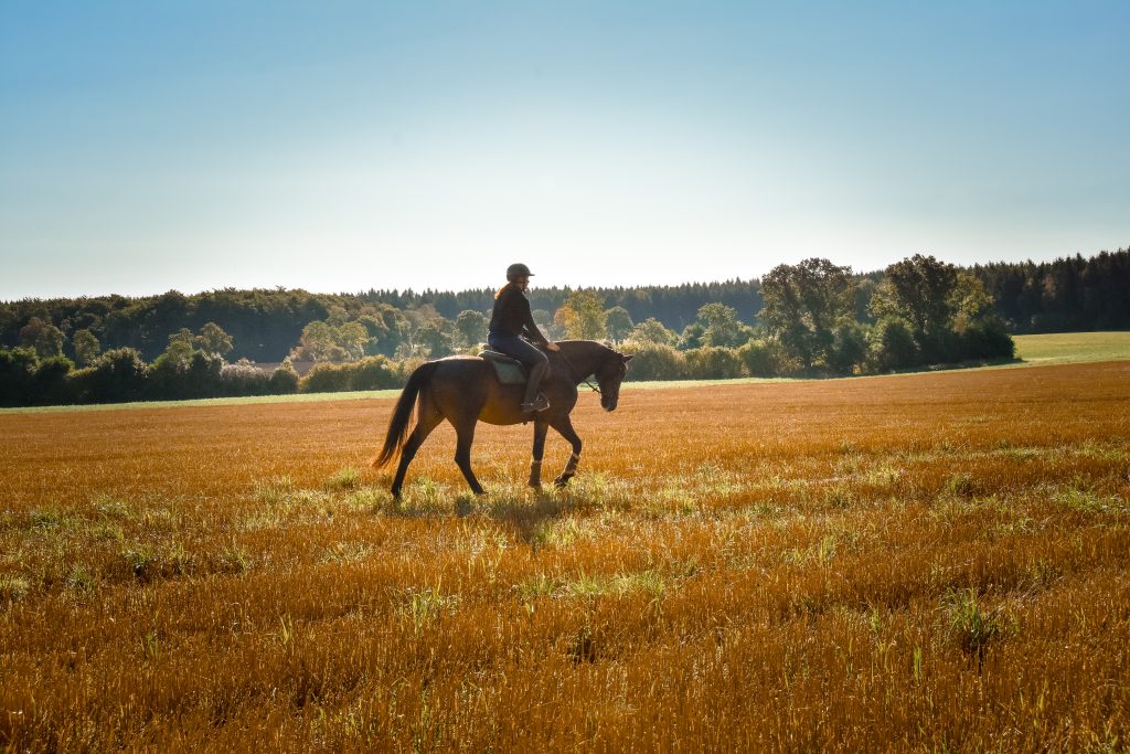 Ryttare på häst i gyllene fält i kvällsljus, fotograferat av Urfokusfoto i Svalöv